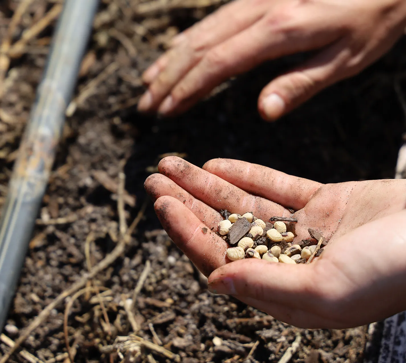Plantes rares vendues en ligne par Boutique Végétale : scoring produit Google Shopping et segmentation Brevo – cas client Wesmart